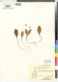 Claytonia caroliniana image