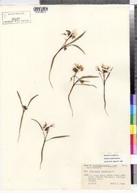 Claytonia virginica image