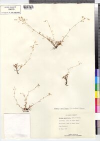 Claytonia parviflora ssp. parviflora image