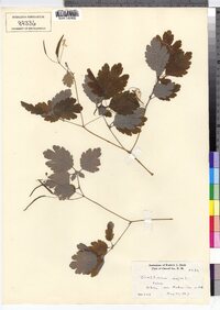 Chelidonium majus image