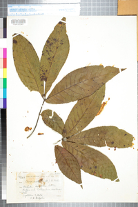 Carya ovata image