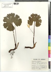 Sanguinaria canadensis image