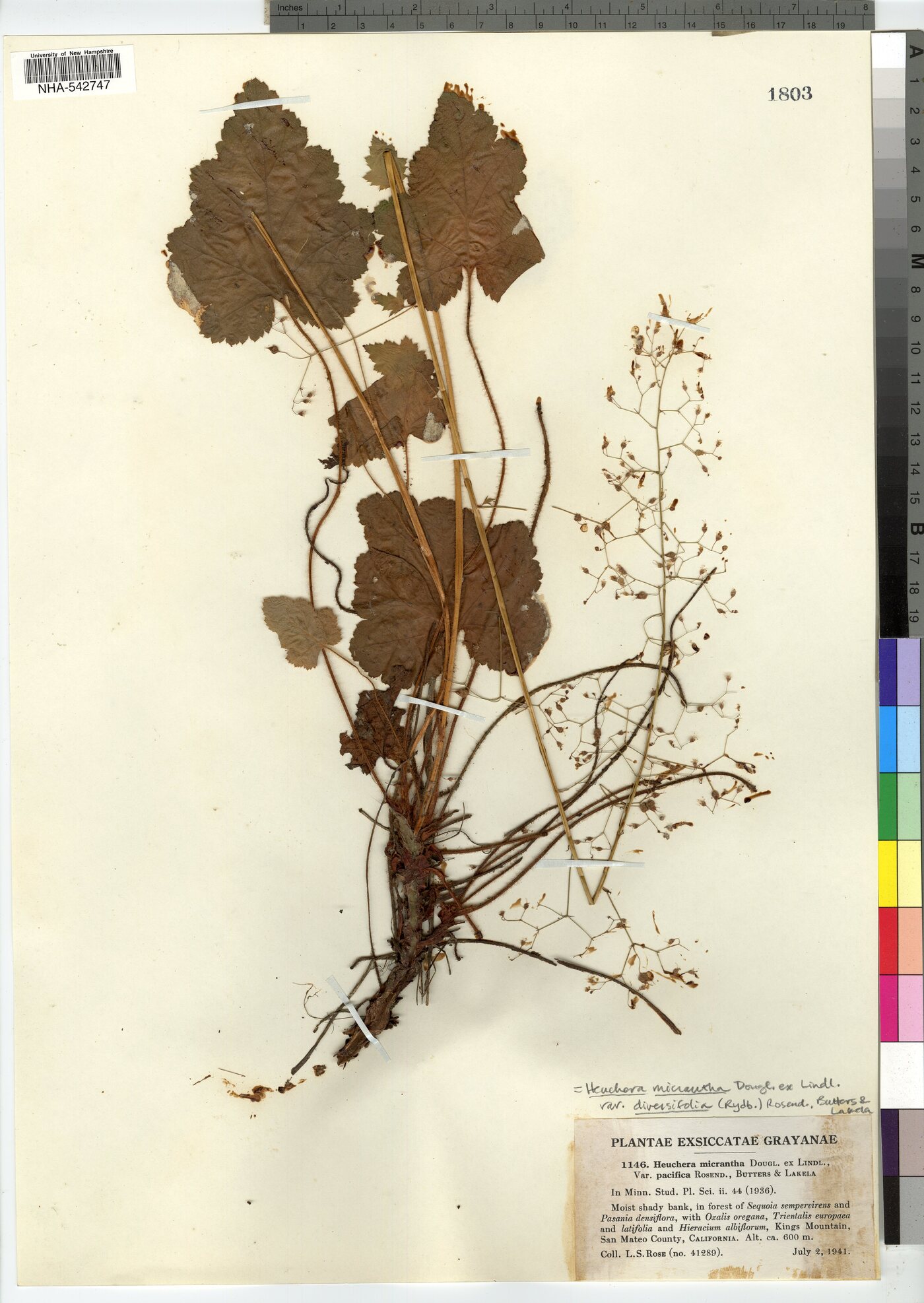 Heuchera micrantha var. diversifolia image