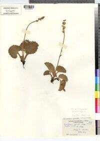 Image of Micranthes spicata