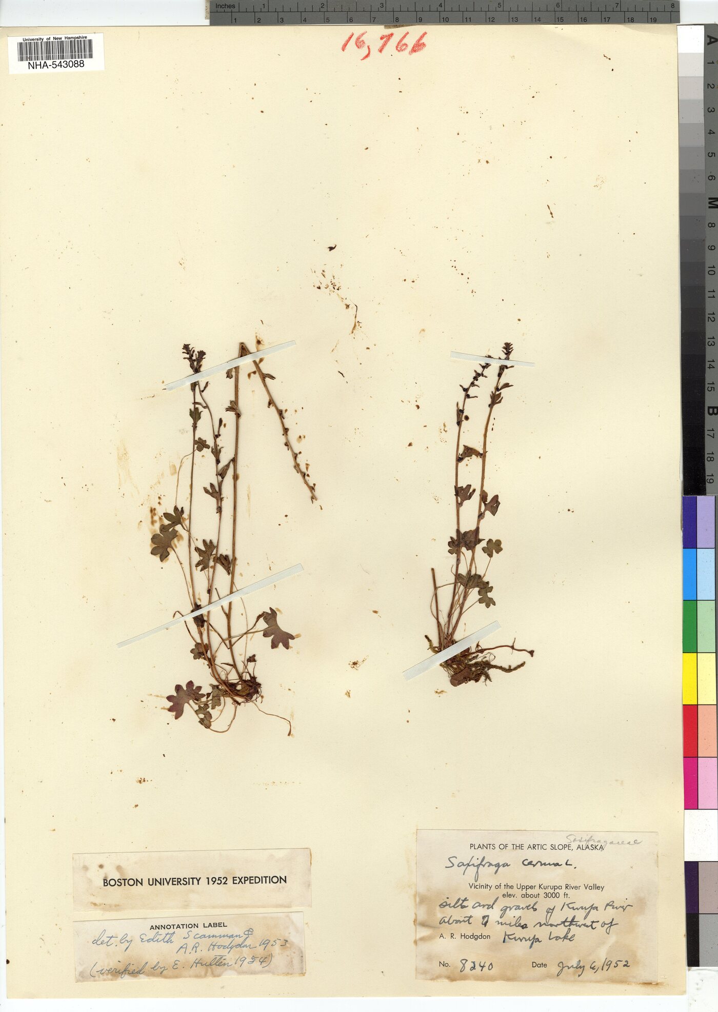 Saxifraga cernua image