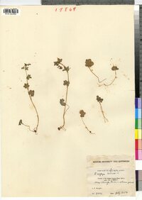 Saxifraga cernua image