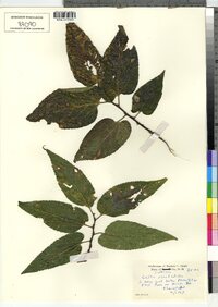 Celtis occidentalis image