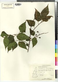 Celtis occidentalis image