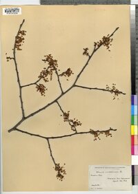 Ulmus americana image