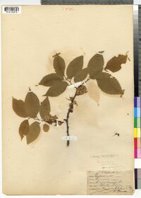 Ulmus americana image