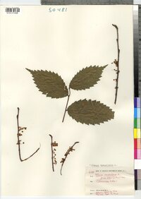 Ulmus americana image