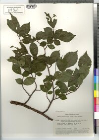 Ulmus carpinifolia image
