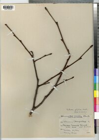 Ulmus glabra image