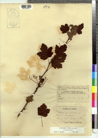 Ribes cynosbati image