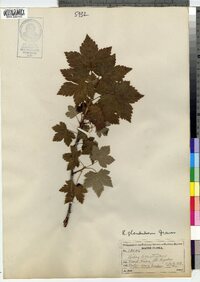 Ribes glandulosum image