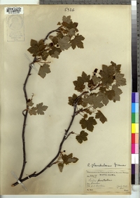 Ribes glandulosum image