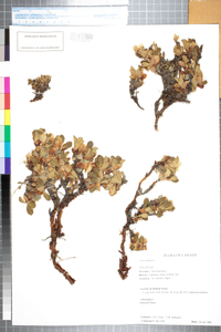 Arctostaphylos alpina var. alpina image