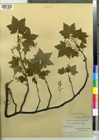 Ribes glandulosum image