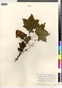 Ribes laxiflorum image