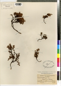 Loiseleuria procumbens image