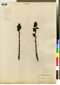 Monotropa hypopithys image