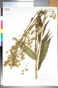 Lactuca canadensis image