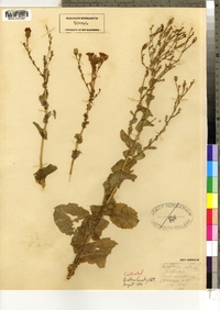 Lactuca sativa image