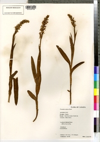 Image of Platanthera dilatata