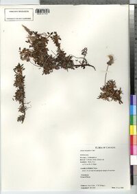 Image of Dryas integrifolia