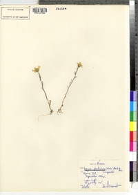 Image of Layia glandulosa