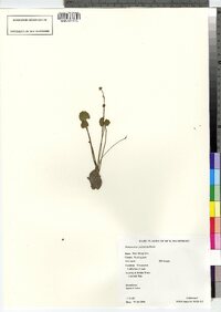 Ranunculus cymbalaria image