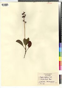 Pyrola elliptica image