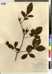 Rhododendron prinophyllum image