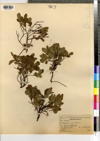 Vaccinium cespitosum image