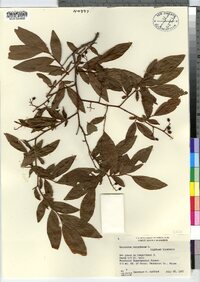 Vaccinium corymbosum image