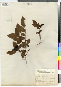 Vaccinium corymbosum image