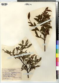 Vaccinium myrtilloides image