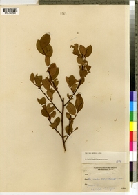 Vaccinium pallidum image