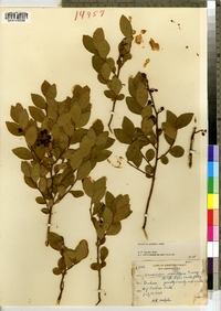 Vaccinium pallidum image