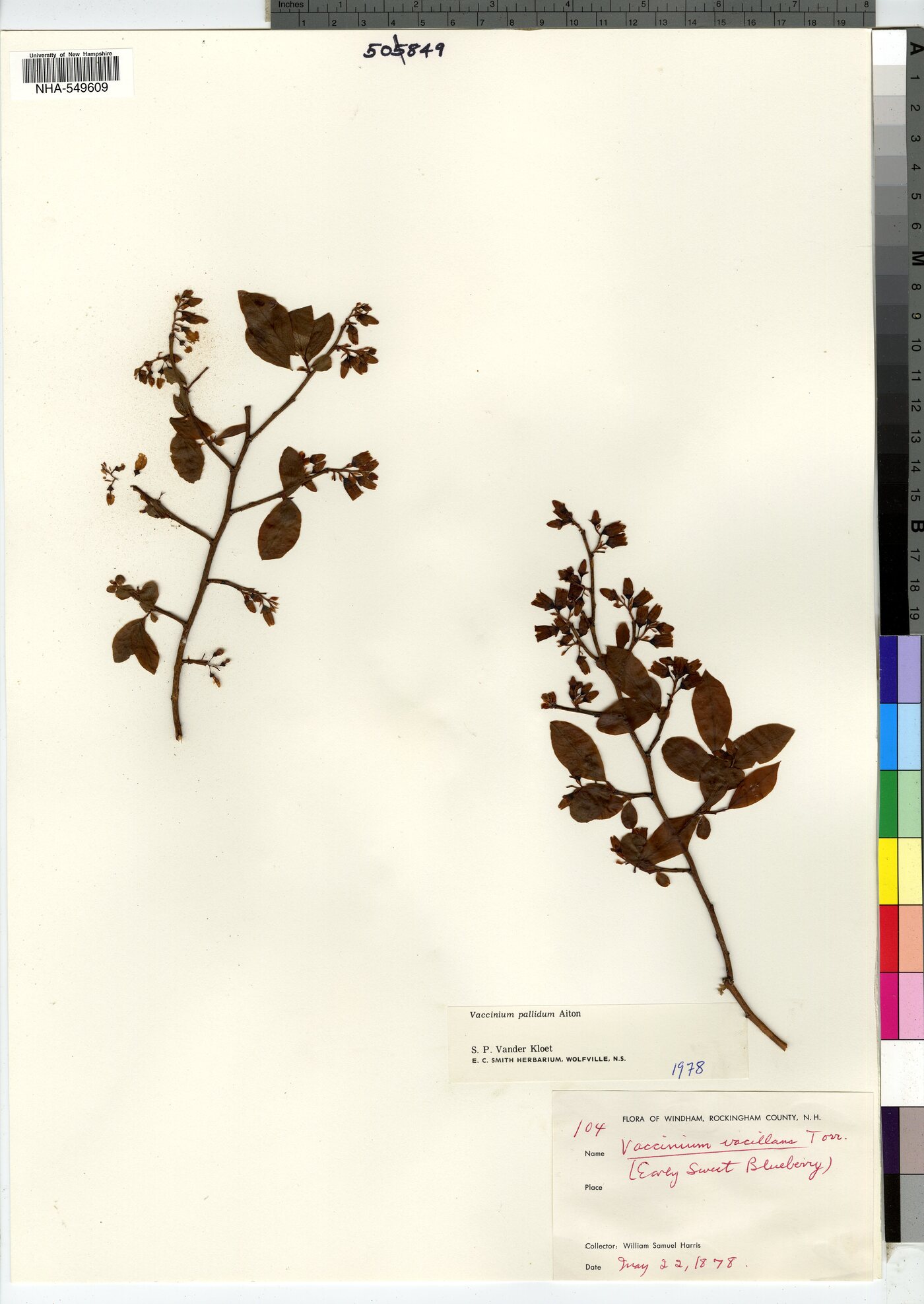 Vaccinium pallidum image