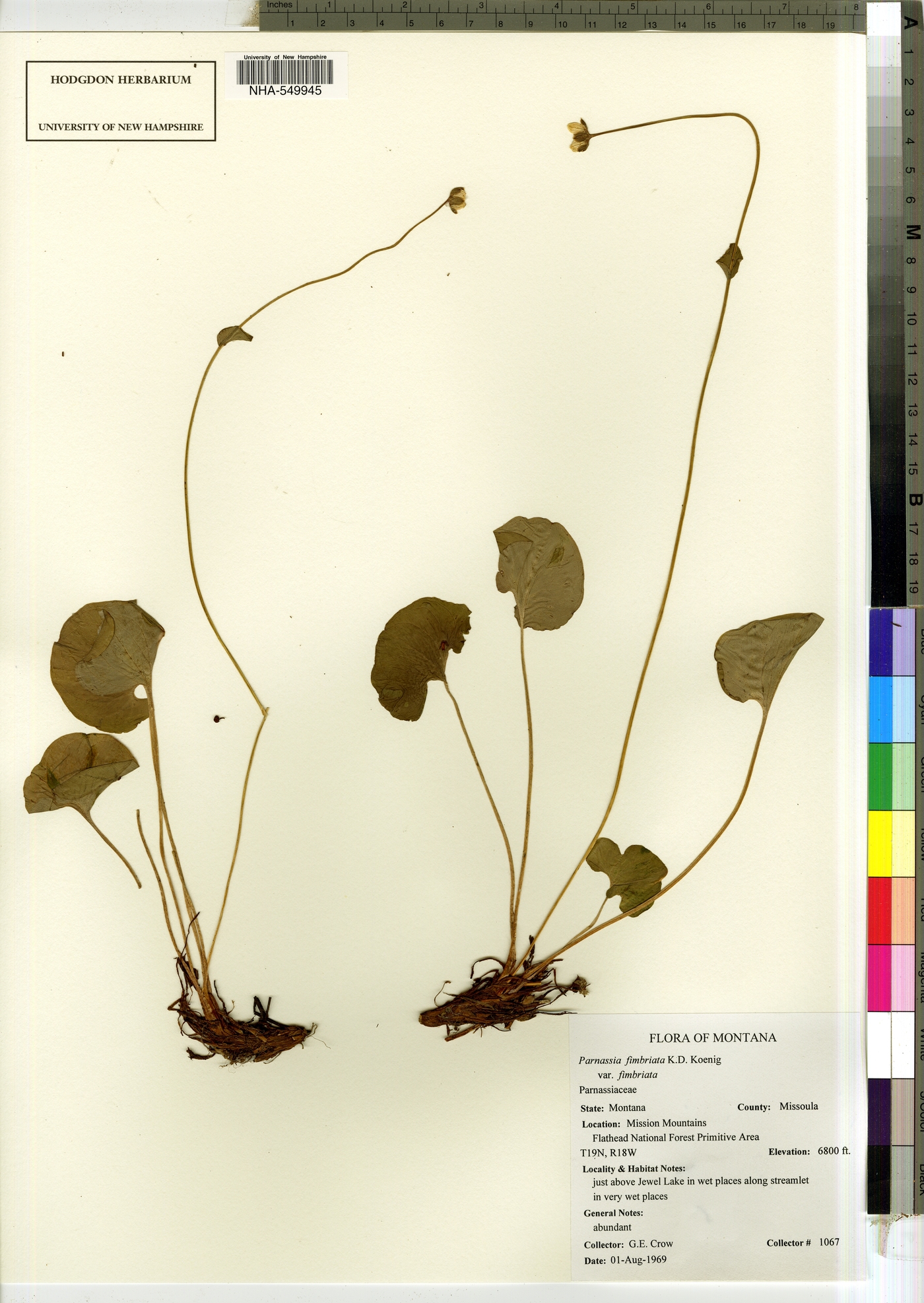 Parnassia fimbriata var. fimbriata image