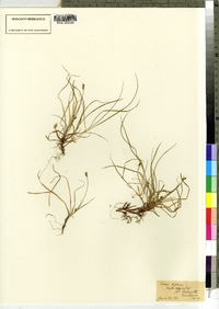 Carex deflexa var. deflexa image