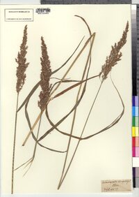 Calamagrostis canadensis var. canadensis image