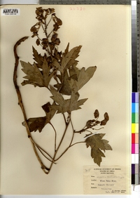 Aconitum fischeri image