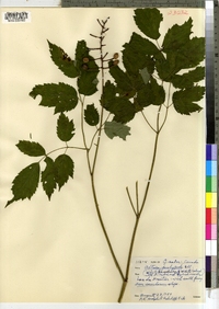 Actaea pachypoda image