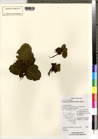 Ceratopteris pteridoides image