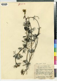 Bidens beckii image