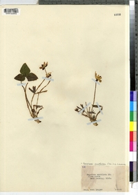 Hepatica nobilis var. acuta image