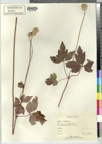 Anemone virginiana image