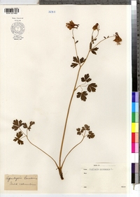 Aquilegia canadensis image